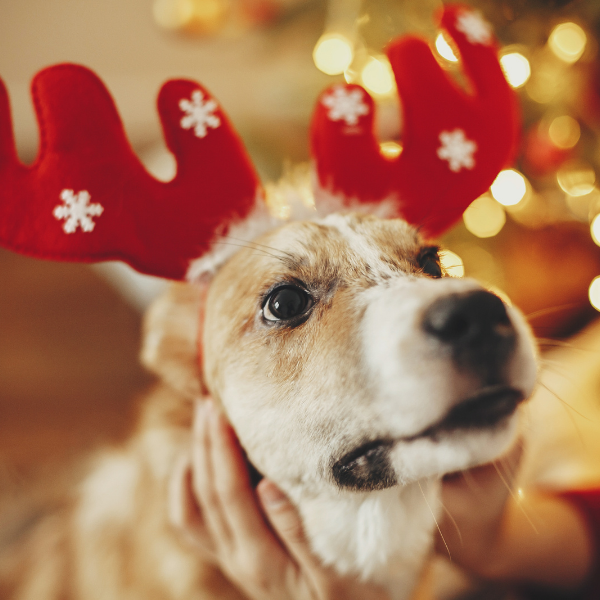 Christmas traditions from Srs. Celeste, Ernestine, and Corona, ND ...